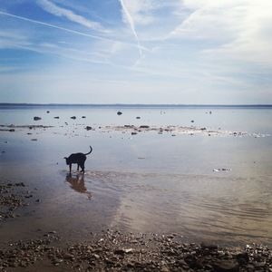 Meet your Posher, Annie